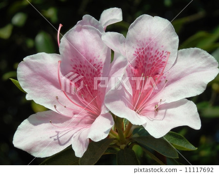 淡粉色杜鵑花 淡粉色杜鵑花 11117692
