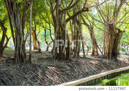 .old trees.. 11117997