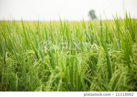 Rice and rice fields.. 11118002