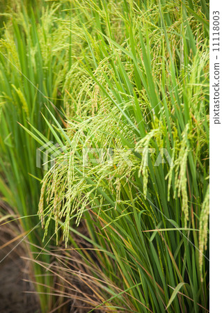 Rice and rice fields.. 11118003