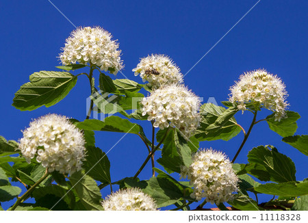 Puzyreplodnik kalinolistny, Physocarpus opulifolius Puzyreplodnik kalinolistny, Physocarpus opulifolius 11118328