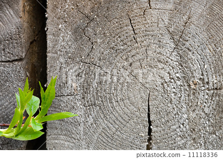 Old timber and fresh green leaf Old timber and fresh green leaf 11118336