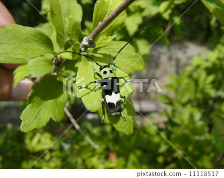 在mukuga葉子的苧麻Kamikiri 在mukuga葉子的苧麻Kamikiri 11118517