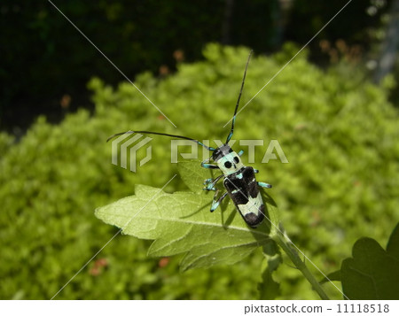在mukuga葉子的苧麻Kamikiri 在mukuga葉子的苧麻Kamikiri 11118518