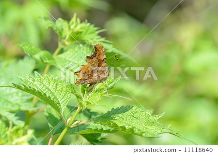 Theta水龍頭 Theta水龍頭 11118640