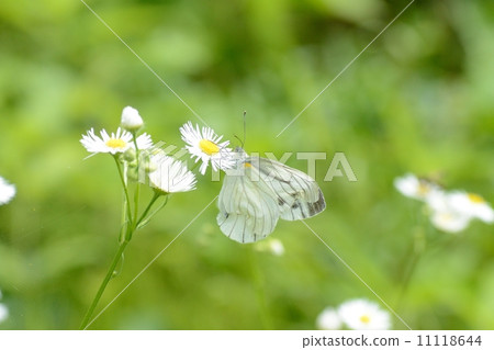 條紋白蝴蝶 11118644