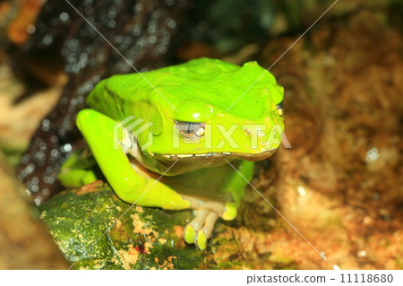 Phyllosteroid青蛙 Phyllosteroid青蛙 11118680