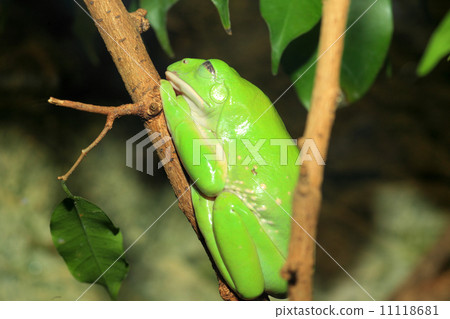 Phyllosteroid青蛙 11118681