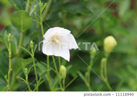 Flowers of Chrysanthemum 11118940