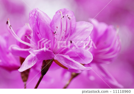 Mitsuba杜鵑花 Mitsuba杜鵑花 11118960