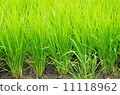 Rice 11118962