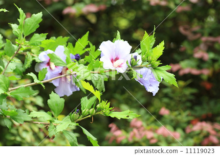 Fuyo flowers Fuyo flowers 11119023