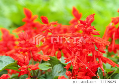 Salvia Splendens flowers 11119025