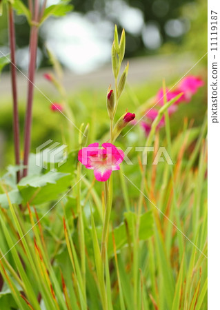 Aurum Trichotum花 11119187