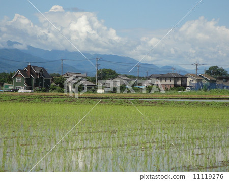 稻田風景 11119276