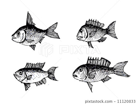 fish in Illustration 11120833