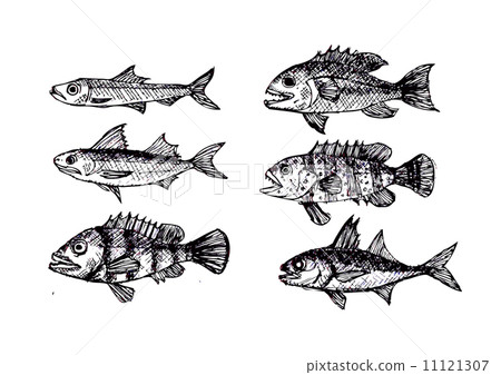 fish in Illustration 11121307
