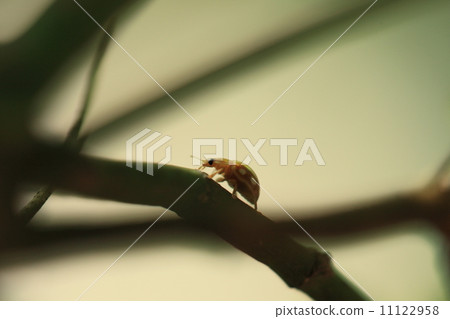 Creatures insects Moorish Shiloh Stente, walk on the branch of Momiji 11122958