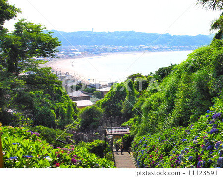 在完成大廳的繡球花 11123591