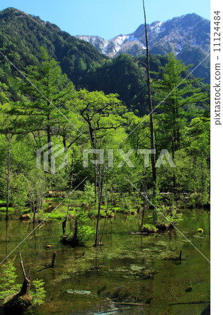 Kamikochi, fresh green Kamikochi, fresh green 11124484