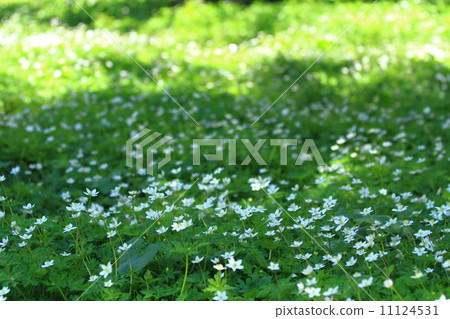Kamikochi, fresh green 11124531