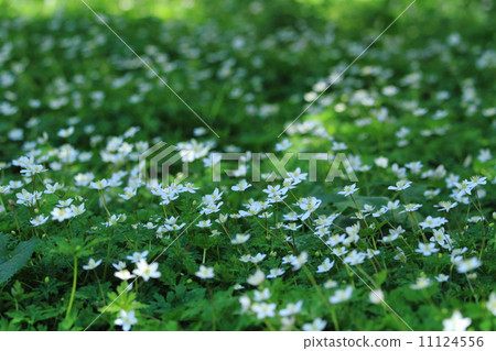 Kamikochi，新鮮的綠色 11124556