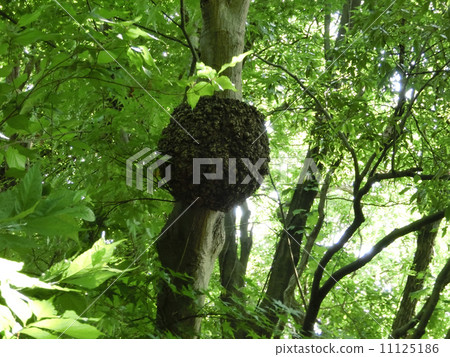 Maple knob Maple knob 11125186