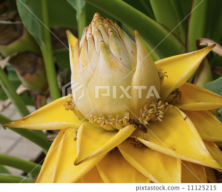 Yunnan Geewing lotus 11125215