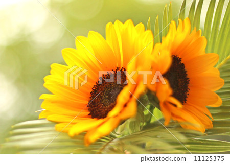 Sunflower sunflower flower arrangement sunflower flower plant fresh green summer summer sunlight light sunshine yellow green nature landscape fresh flower bright bright outdoor garden natural healing outdoor garden natural natural gas Sunflower sunflower flower arrangement sunflower flower plant fresh green summer summer sunlight light sunshine yellow green nature landscape fresh flower bright bright outdoor garden natural healing outdoor garden natural natural gas 11125375