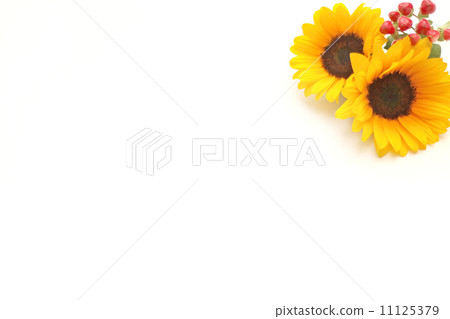 Sunflower sunflower sunflower flower arrangement arrangement arrangement Hippelica red real flower plant summer summer sunlight light sunlight sunny yellow green natural landscape fresh flower vivid bright cleanness cheerful healing outdoor Natura Sunflower sunflower sunflower flower arrangement arrangement arrangement Hippelica red real flower plant summer summer sunlight light sunlight sunny yellow green natural landscape fresh flower vivid bright cleanness cheerful healing outdoor Natura 11125379