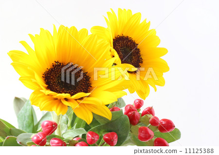 Sunflower sunflower sunflower flower arrangement arrangement arrangement hipericum red real flower plant fresh green summer midsummer green natural landscape fresh flower bright bright clean spirit healing outdoor natural flower arrangement petals 11125388
