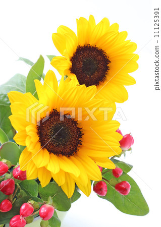 向日葵向日葵編排編排hipericum紅色實際花植物新鮮綠色夏天盛夏綠色自然景觀鮮花明亮清潔精神癒合室外自然插花花瓣 向日葵向日葵編排編排hipericum紅色實際花植物新鮮綠色夏天盛夏綠色自然景觀鮮花明亮清潔精神癒合室外自然插花花瓣 11125391
