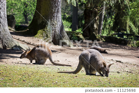 Red-necked wallaby (Macropus rufogriseus) 11125698