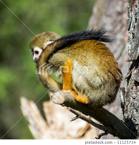Monkey with a long tail Monkey with a long tail 11125714