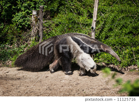Giant anteater (Myrmecophaga tridactyla) 11125716