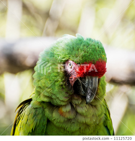 Close up of a Mexican military macaw Close up of a Mexican military macaw 11125720