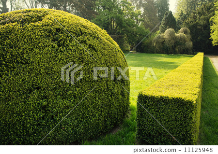 Green hedge 11125948