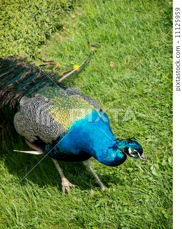 Peacock on the lawn 11125959