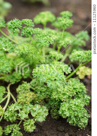 香菜 香菜 11125960