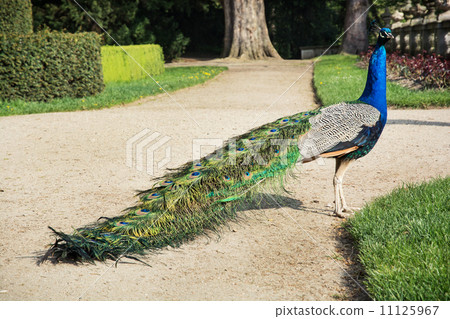 Beautiful peacock posing in the castle garden 11125967