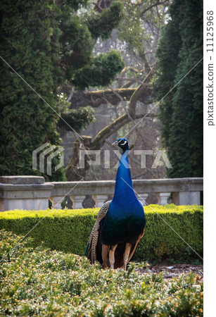 Peacock walks in the garden Peacock walks in the garden 11125968