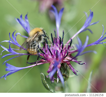 Bee pollinate beautiful cornflower Bee pollinate beautiful cornflower 11126158