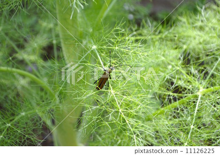 Midori Kamikiri和茴香 Midori Kamikiri和茴香 11126225