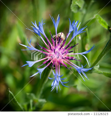 Flower of Centaurea montana Flower of Centaurea montana 11126323