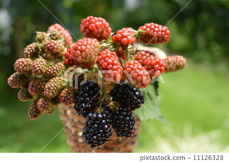 Arrange for blackberries Arrange for blackberries 11126328