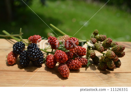 黑莓 黑莓 11126331