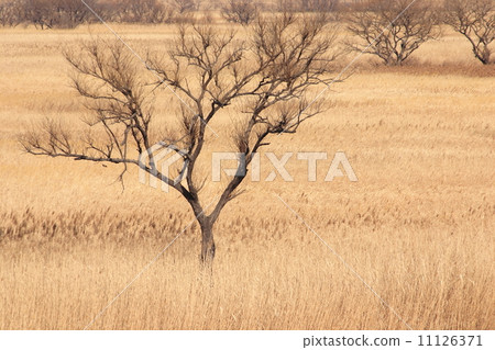 Yoshihara of Watarase Seto 11126371