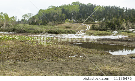 Tsugaike Nature Park 11126476