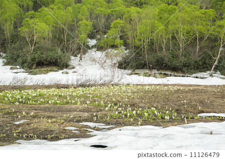 Tsugaike Nature Park 11126479