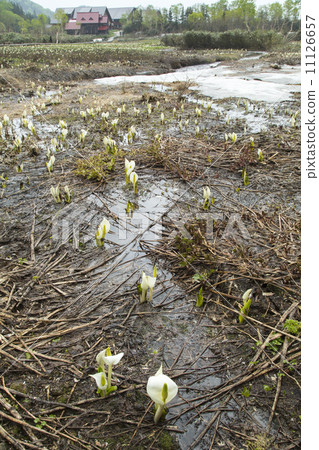 Tsugaike自然公園 Tsugaike自然公園 11126657